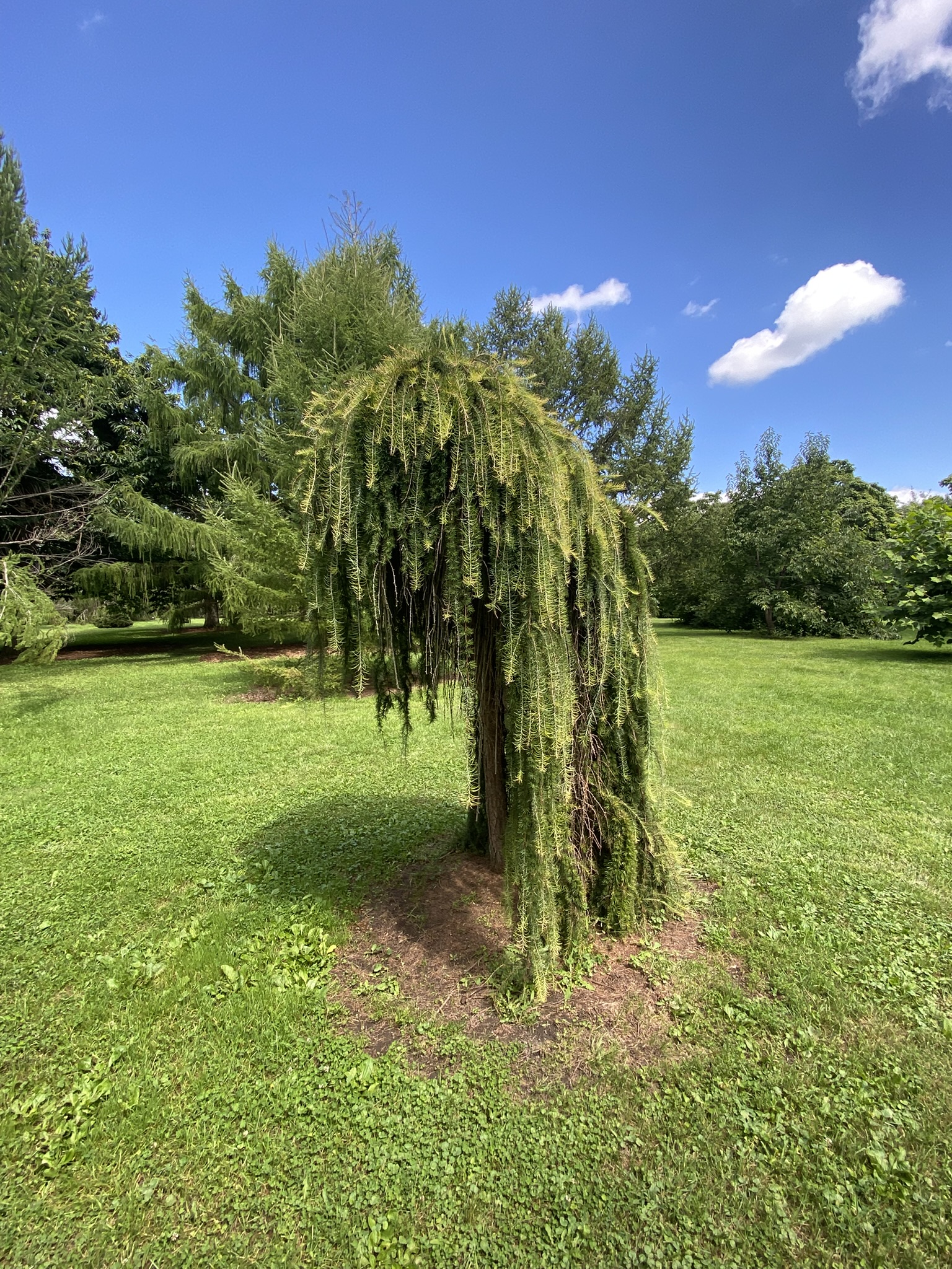Stubby tree
